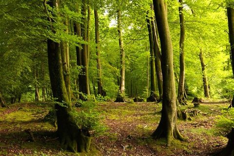 My Wilderness Woodland?