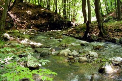 Riverbank