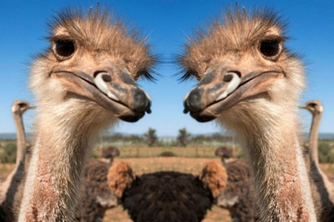 Ever Seen Two Ostriches Kissing
