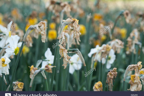 The Wilted Daffodil