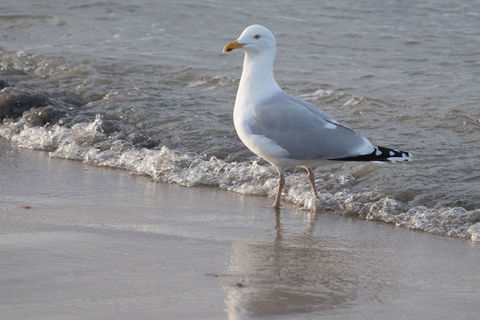 The seagulls