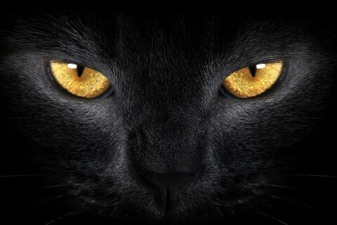 ~ BLACK CAT ~