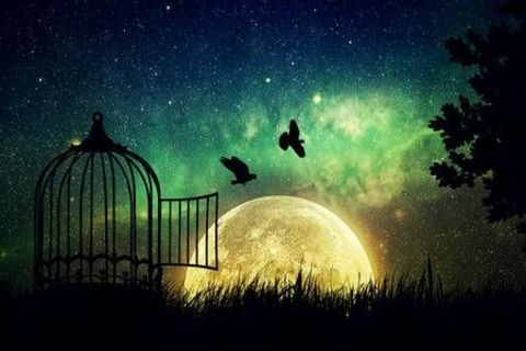 The bird would cage it&#039;s heart.