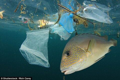 Plastic Pollution - Earths Plea 