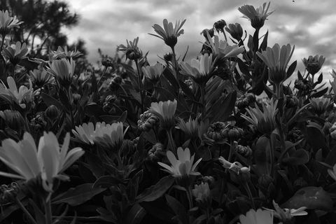 Flower beds 