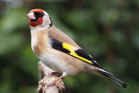 Carduelis Carduelis