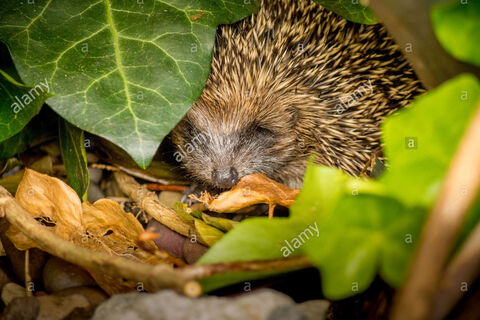 Little Prickly Hedgehog?