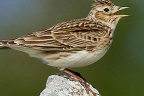 Joyful beyond measure 