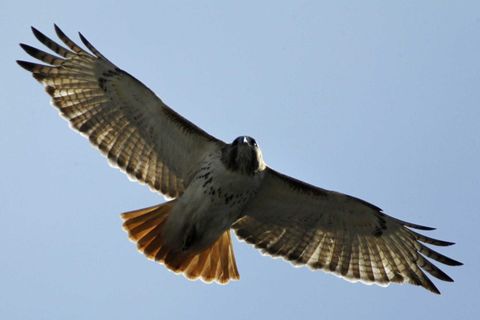 &quot;Spirit of a hawk&quot; By Ben Goode (2013) Rewritten 2019 (c)