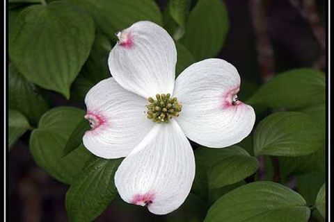 Dogwood
