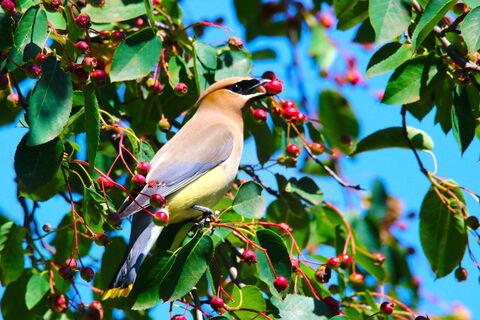 bird leaf tree