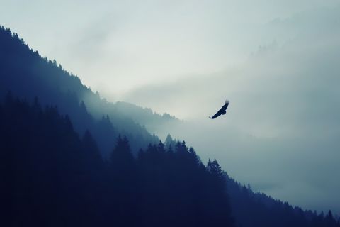 Eagle