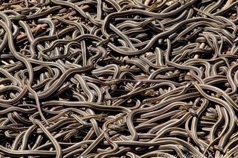 Snake pit