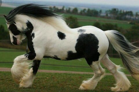 Gorgous