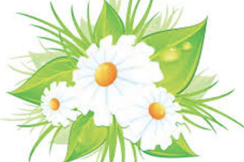 Oops A Daisy