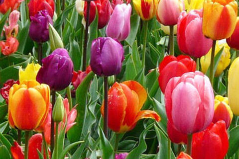 Spring in all its regalia 