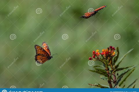Butterflies 