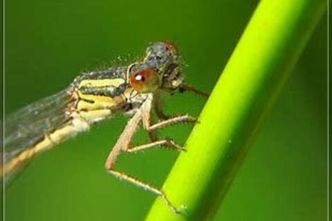 Insects