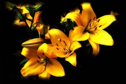 Birdsong and Lilydress   