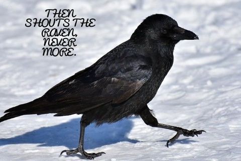 Raven