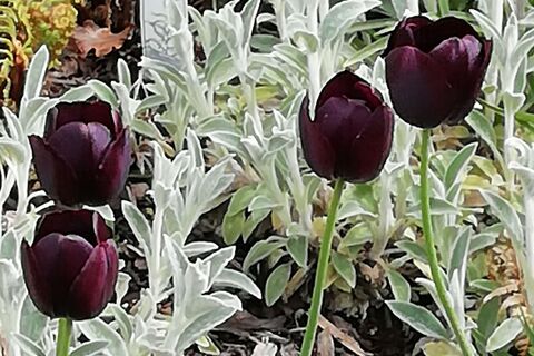 Black Tulip