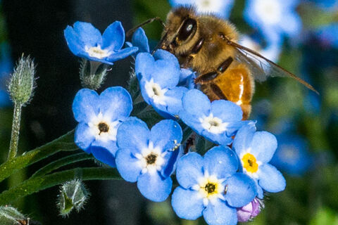 Save some for the Bees