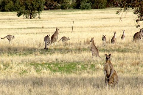 A Day In The Bush