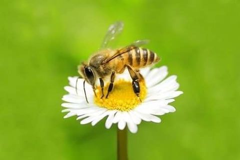 THE BEE