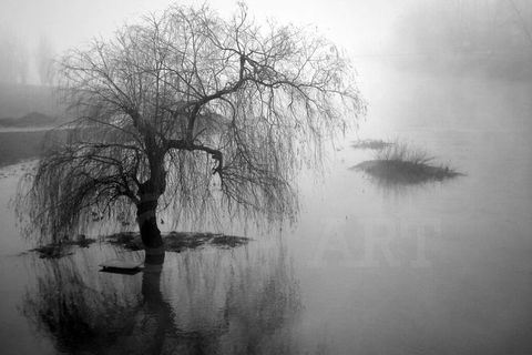 Weeping Willow