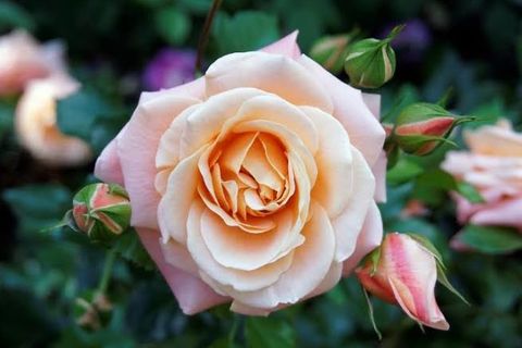 Peached upon a pretty face.