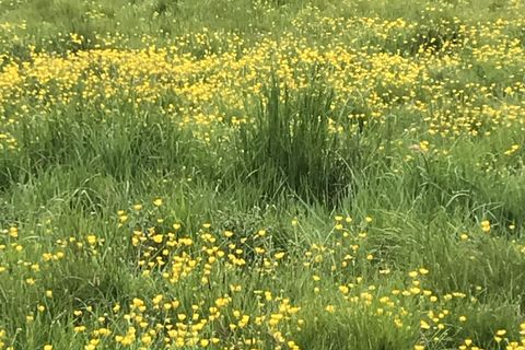 ‘Our humble buttercup’?