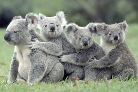 A Cuddle Party