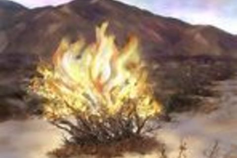Burning Bush