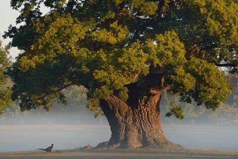 The ancient oak tree