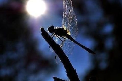 Dragonfly