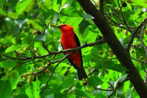 The bird and the tree