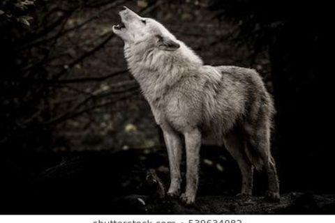 The Wolf That Dwelled In Me