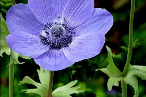 Anemone