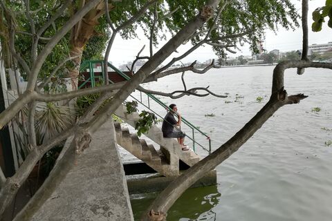 THE DRAGON TREE