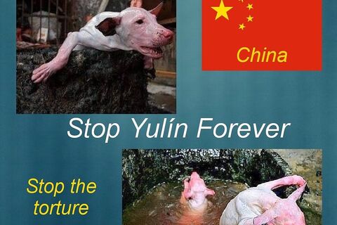 SWEET YULIN SOULS