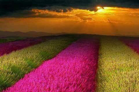 Another dream