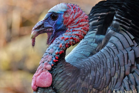 Bush Turkey
