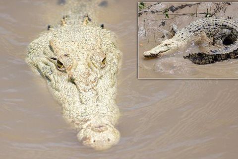 Crocs!!!