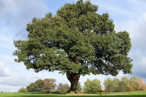 An Oak Tree