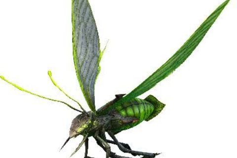 Bug