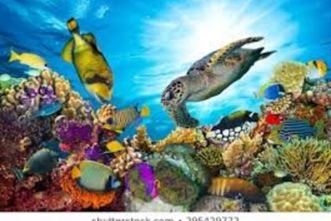 Colours of Corals