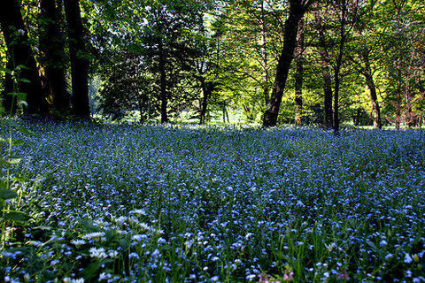 Forget-me-not