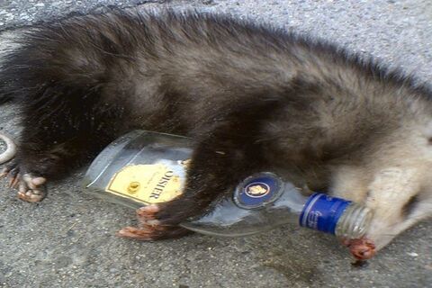 ‘Drunk as a skunk’