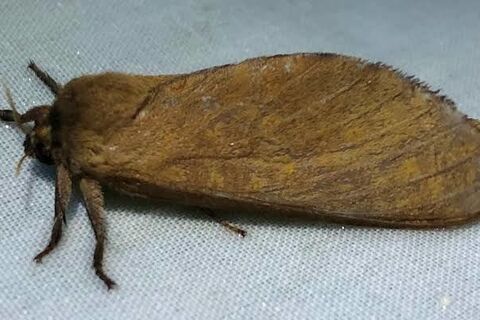 Moth