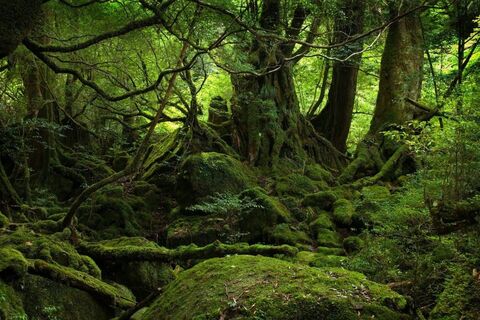 I Go Where The Trees Are Sleeping In Droves